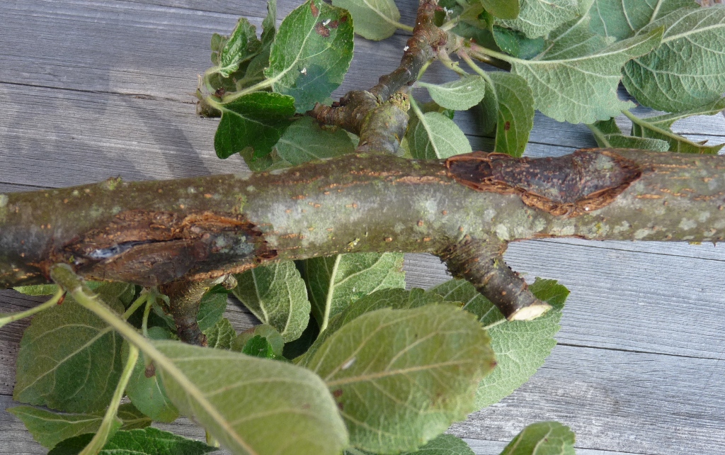 European Canker